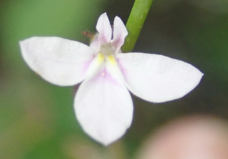 Lobelia patula photo 3