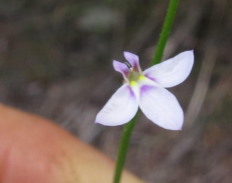 Lobelia patula photo 4
