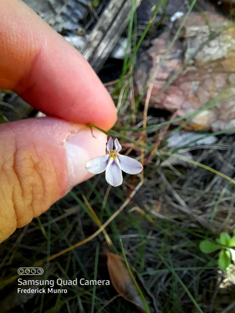 Lobelia patula photo 5