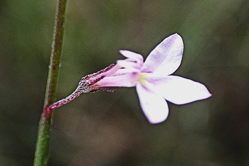 Lobelia patula photo 6