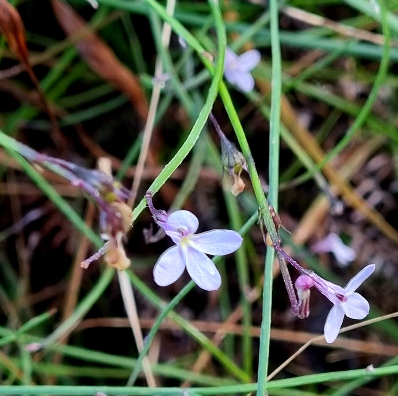 Lobelia patula photo 7