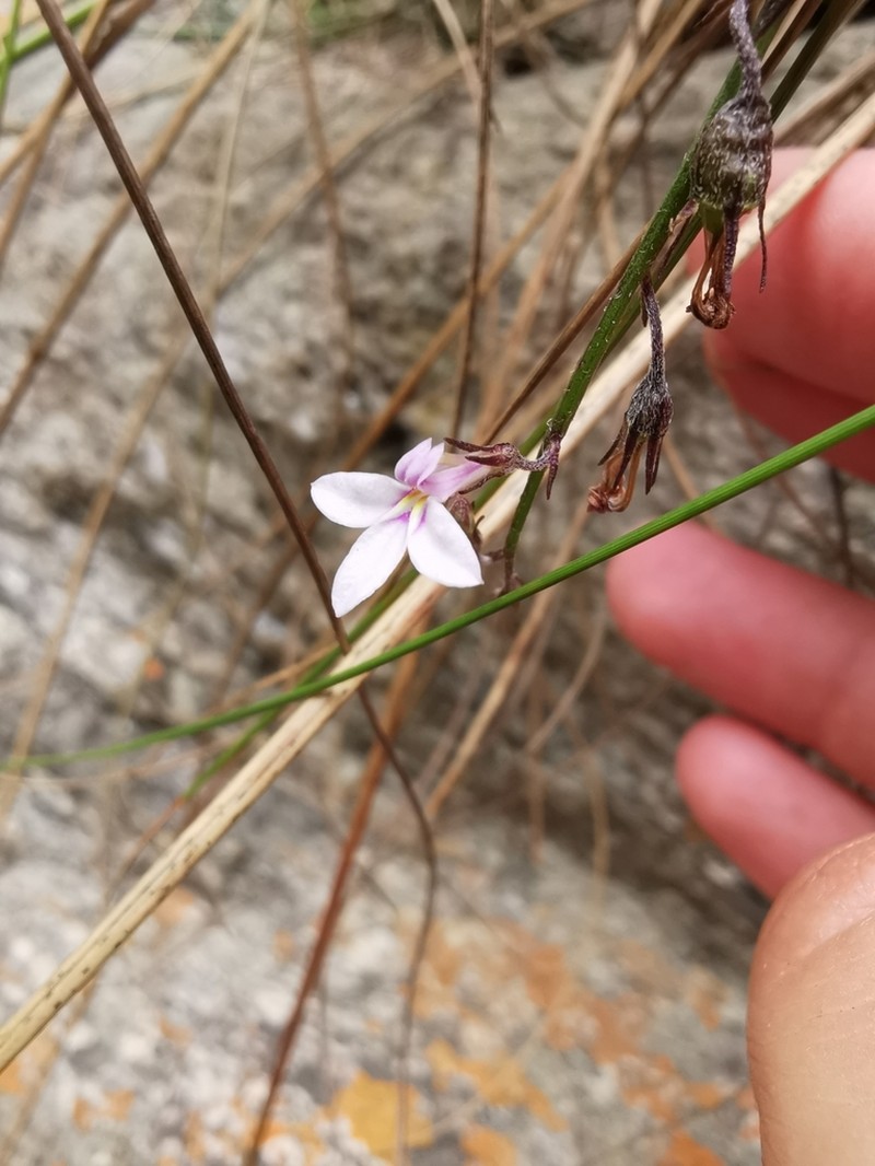 Lobelia patula photo 8