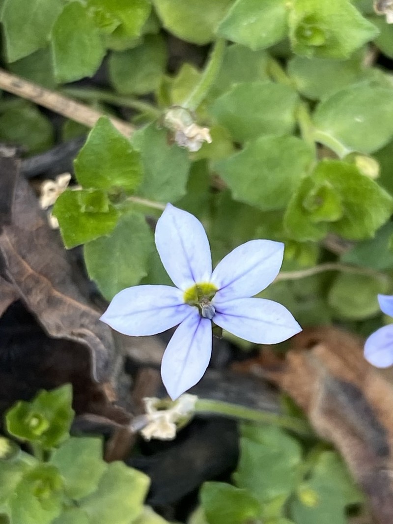 Lobelia pedunculata