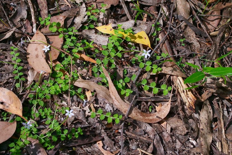 Lobelia pedunculata photo 2