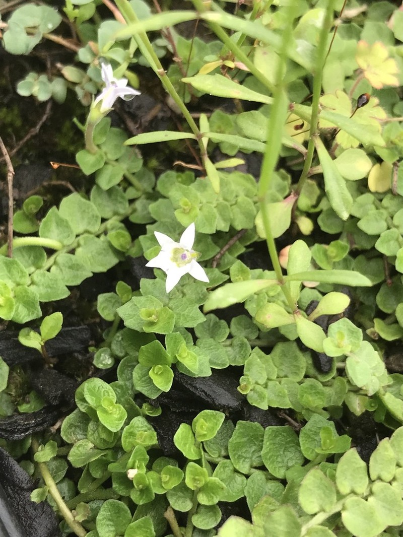 Lobelia pedunculata photo 3