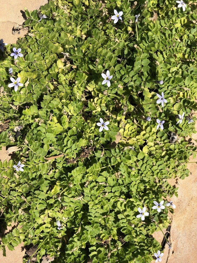 Lobelia pedunculata photo 4