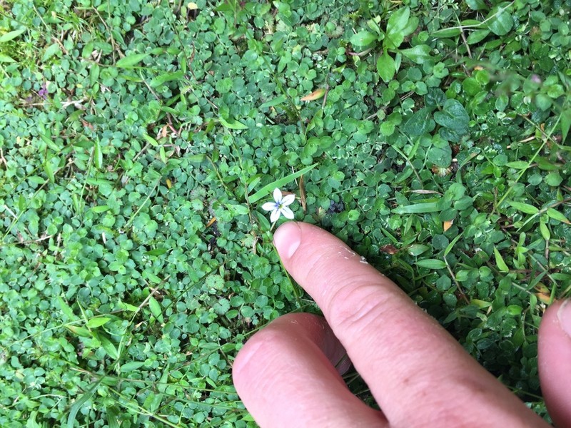 Lobelia pedunculata photo 5