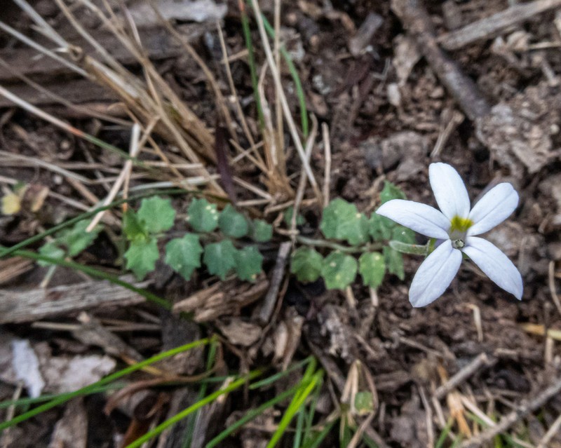 Lobelia pedunculata photo 6