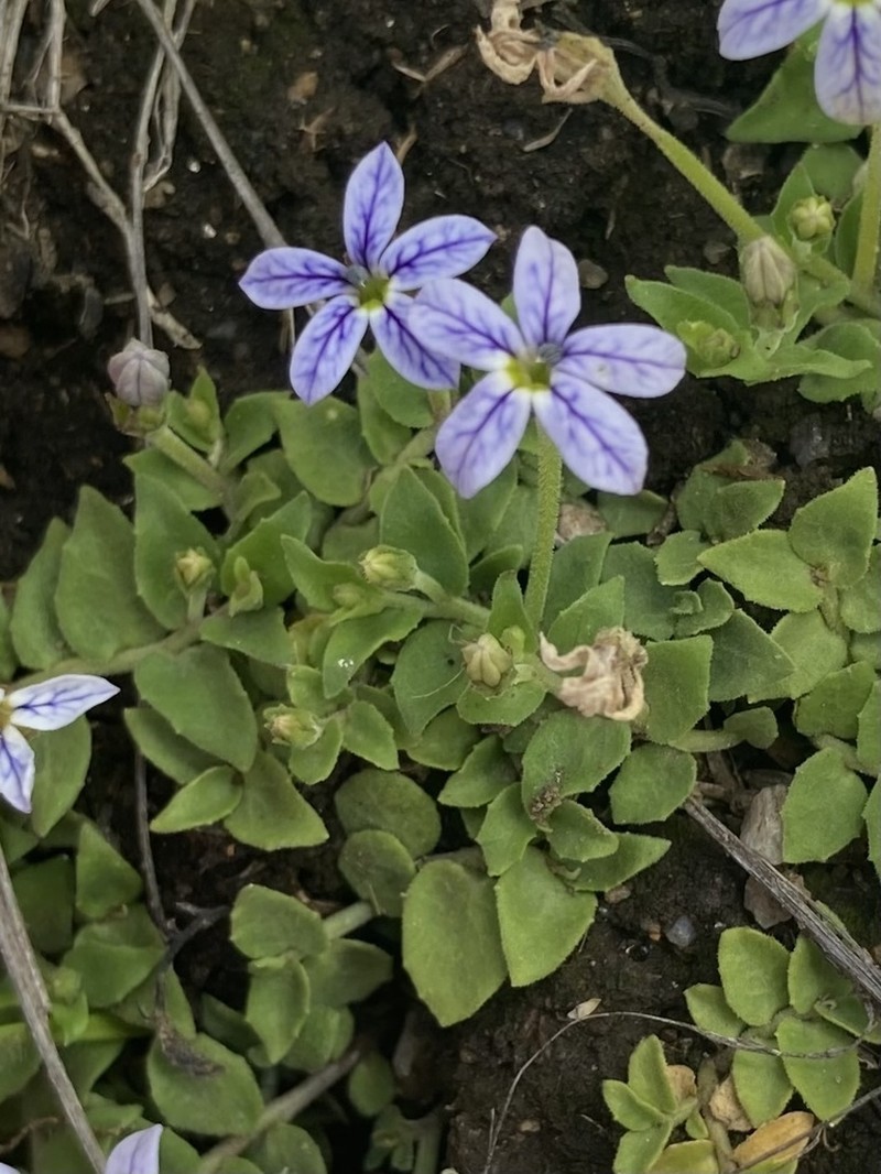 Lobelia pedunculata photo 7