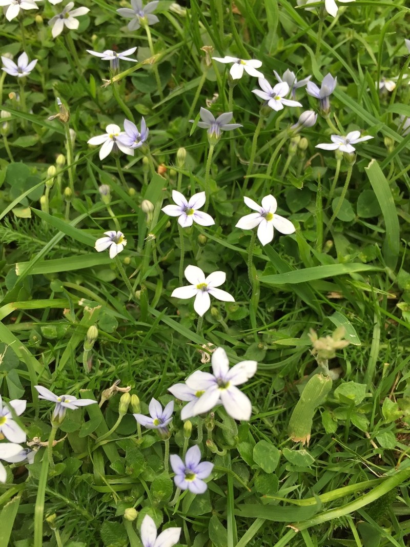 Lobelia pedunculata photo 8