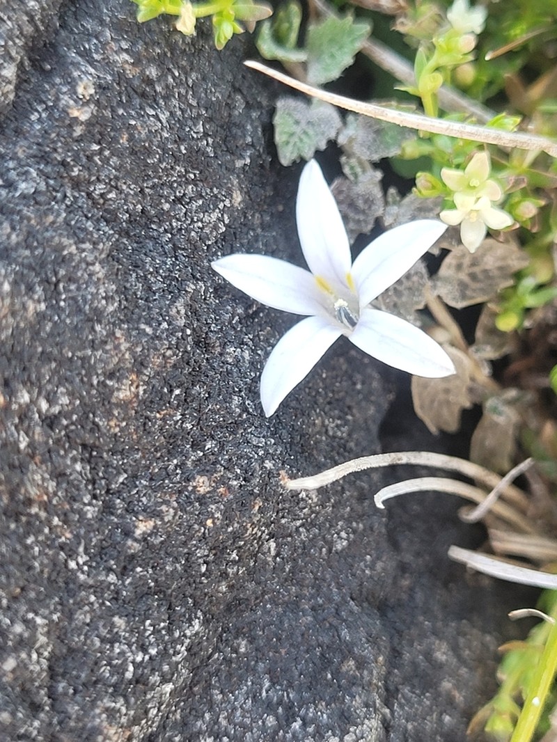 Lobelia perpusilla photo 2