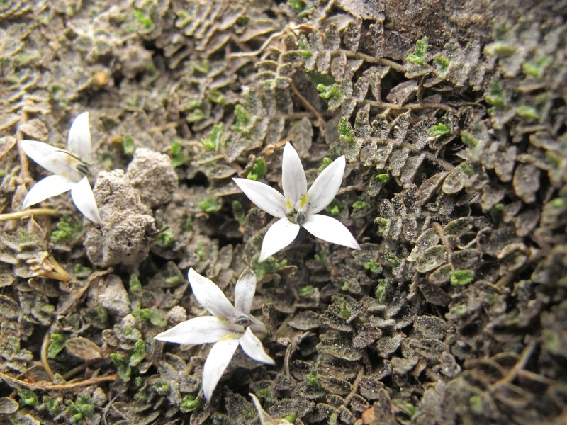 Lobelia perpusilla photo 3