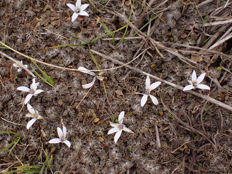 Lobelia perpusilla photo 4