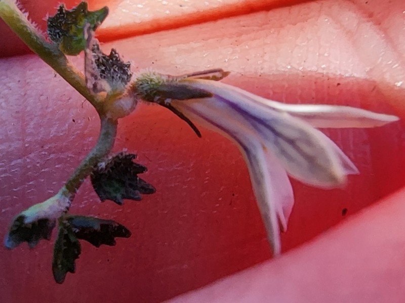 Lobelia perpusilla photo 6