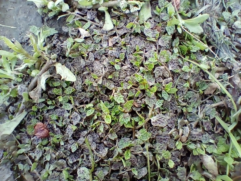 Lobelia perpusilla photo 7