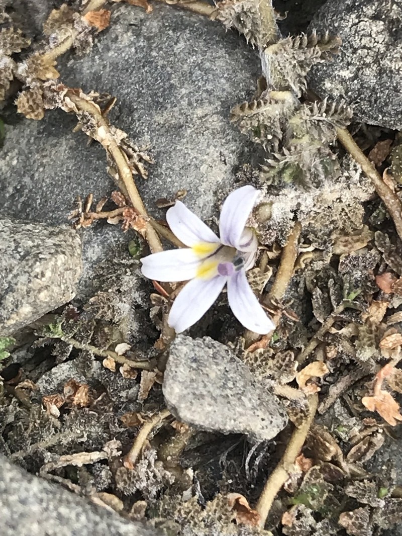 Lobelia perpusilla photo 8