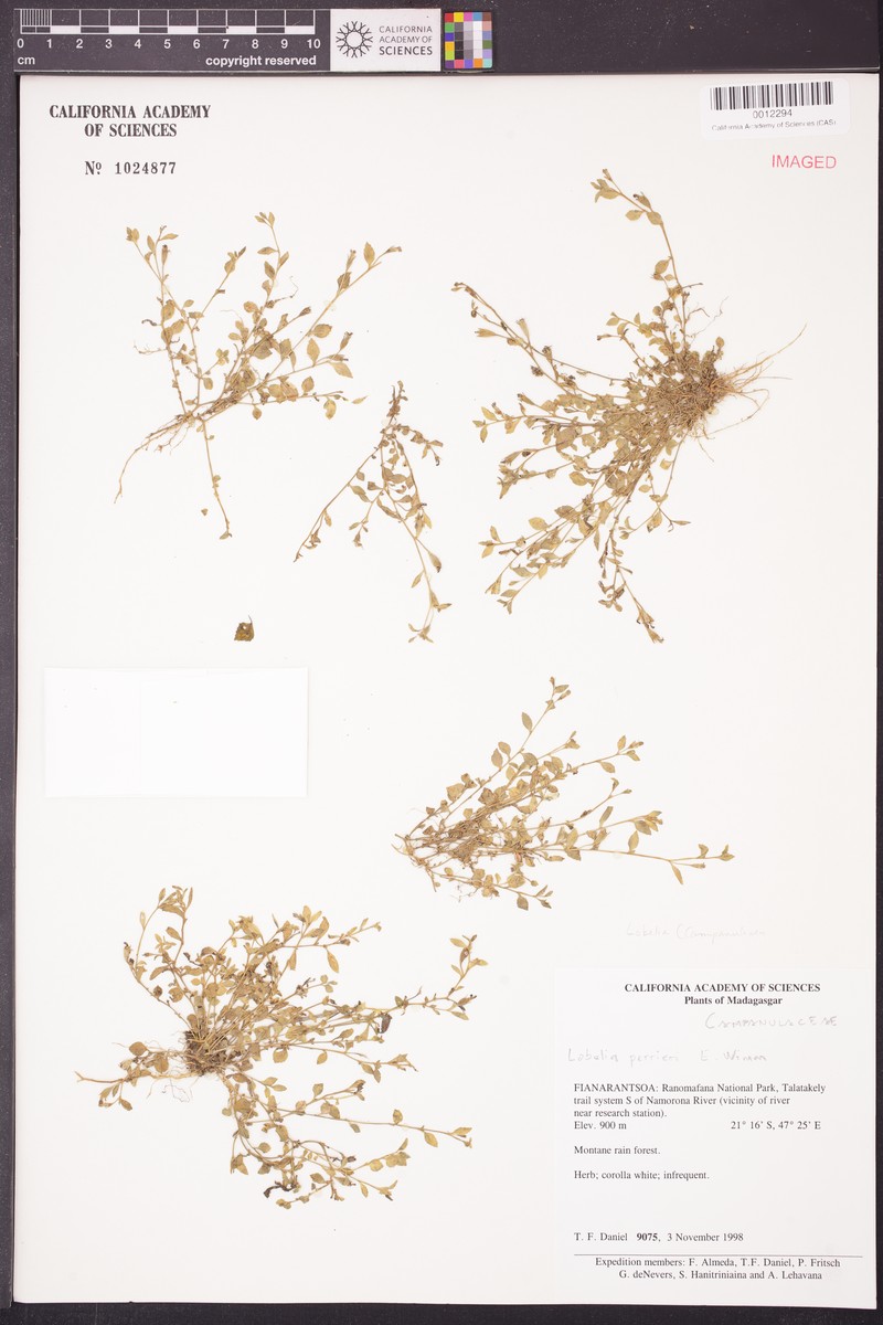 Lobelia perrieri