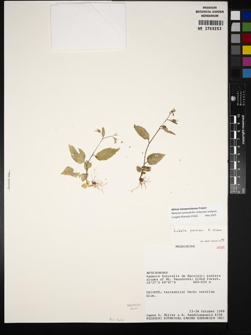 Lobelia perrieri photo 2