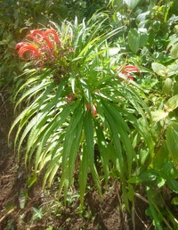 Lobelia persicifolia