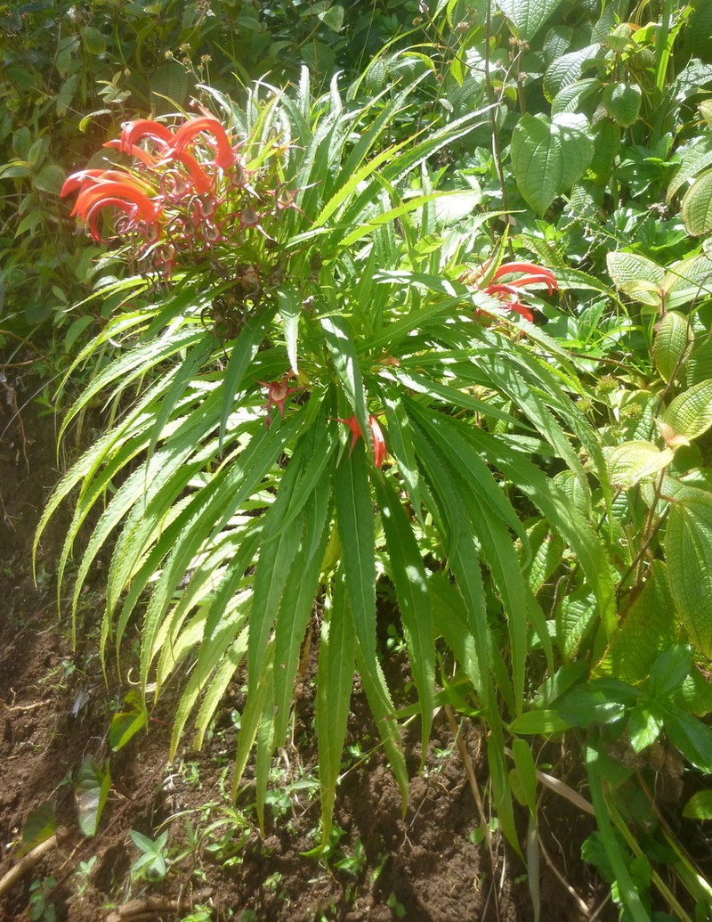 Lobelia persicifolia