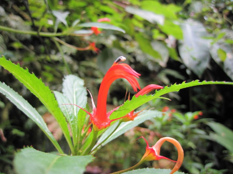 Lobelia persicifolia photo 2