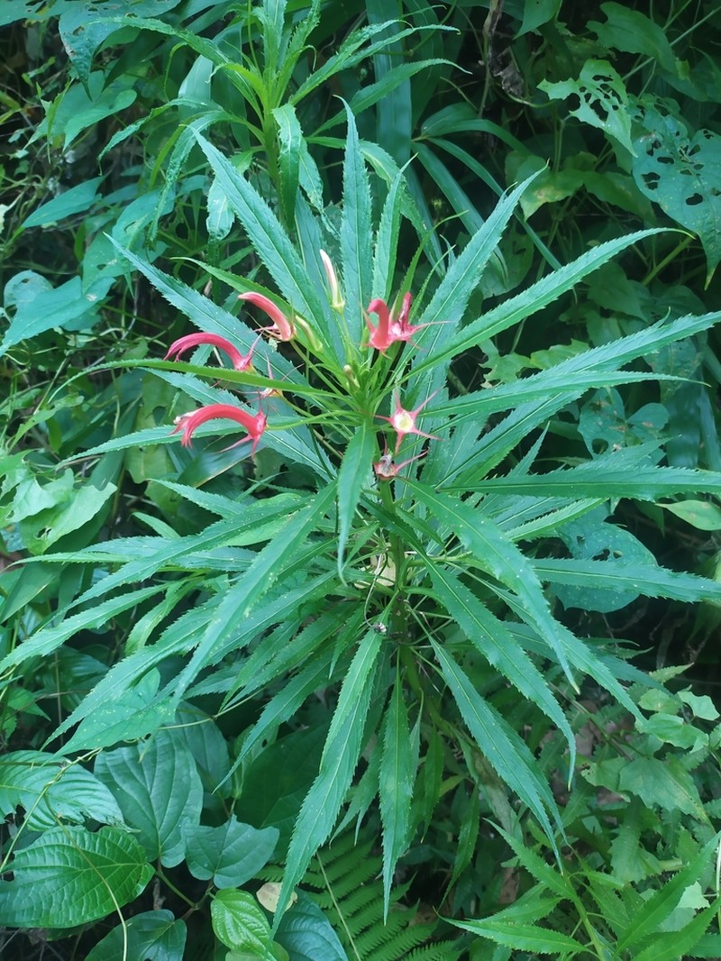 Lobelia persicifolia photo 3