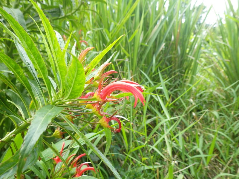 Lobelia persicifolia photo 4