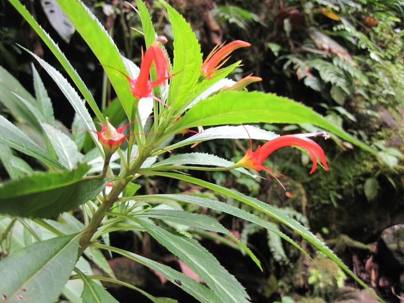 Lobelia persicifolia photo 5