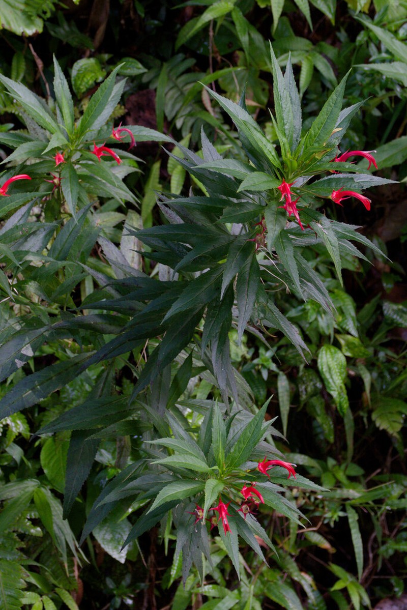 Lobelia persicifolia photo 6