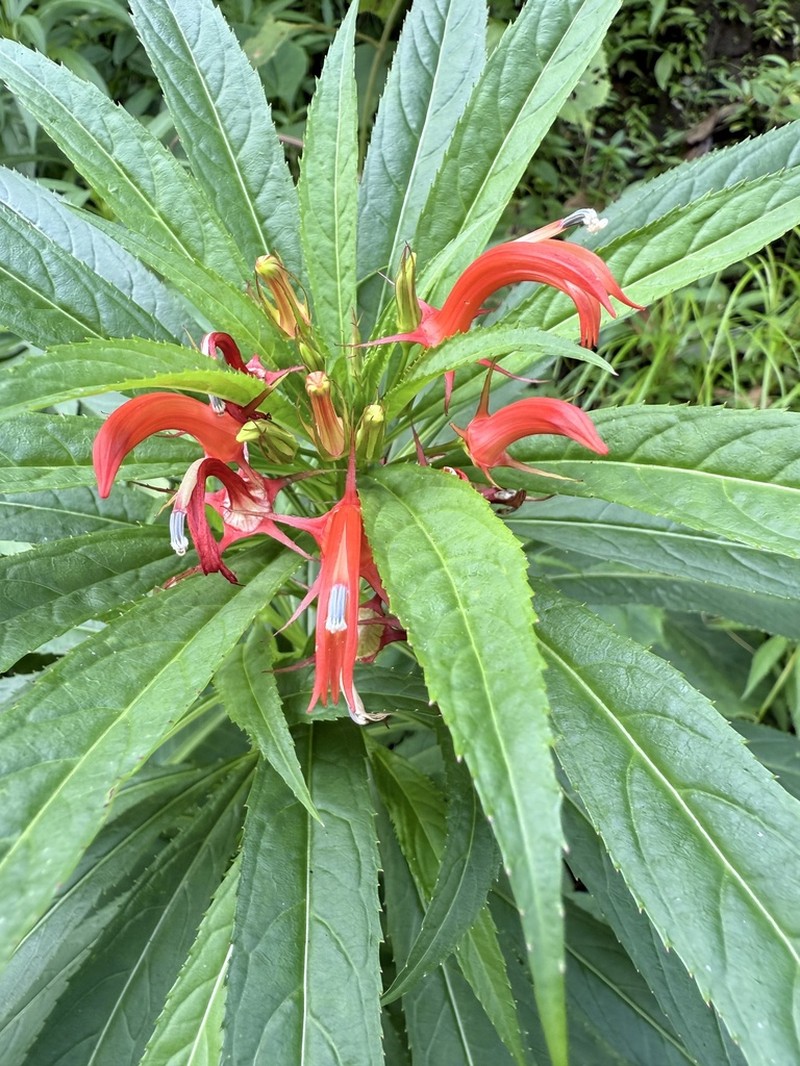 Lobelia persicifolia photo 7