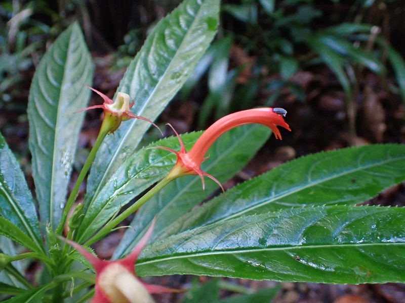Lobelia persicifolia photo 8