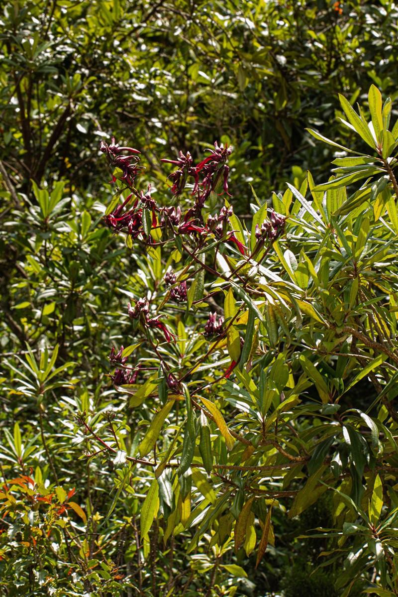 Lobelia petiolata photo 2