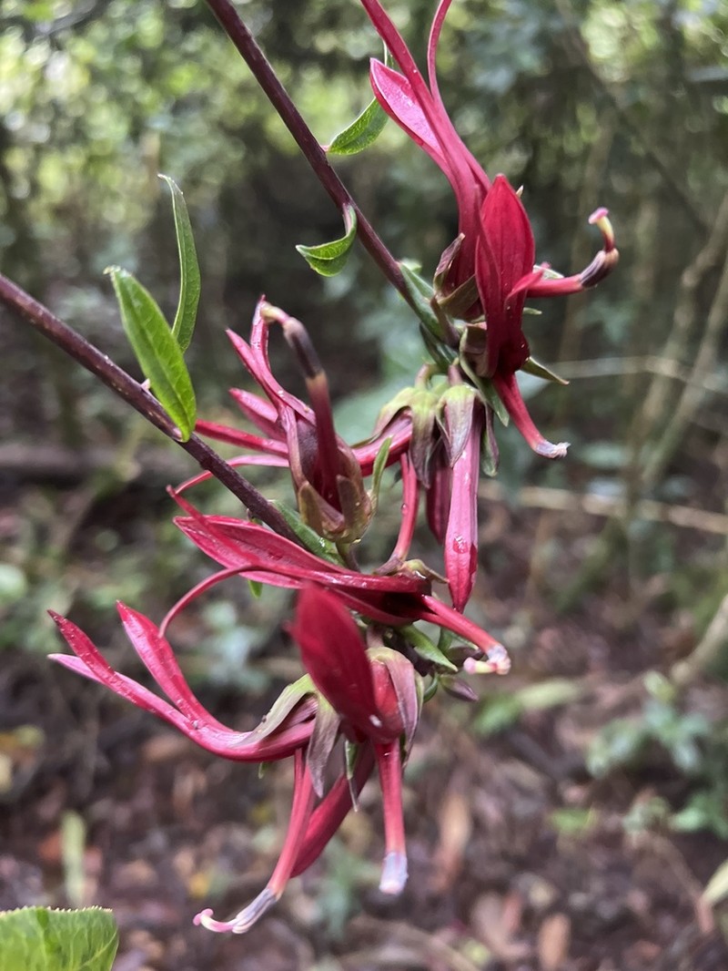 Lobelia petiolata photo 3