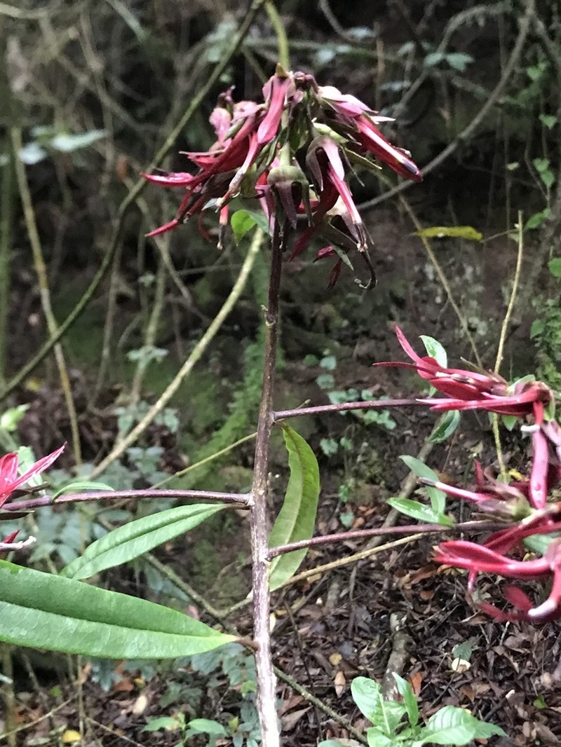 Lobelia petiolata photo 4