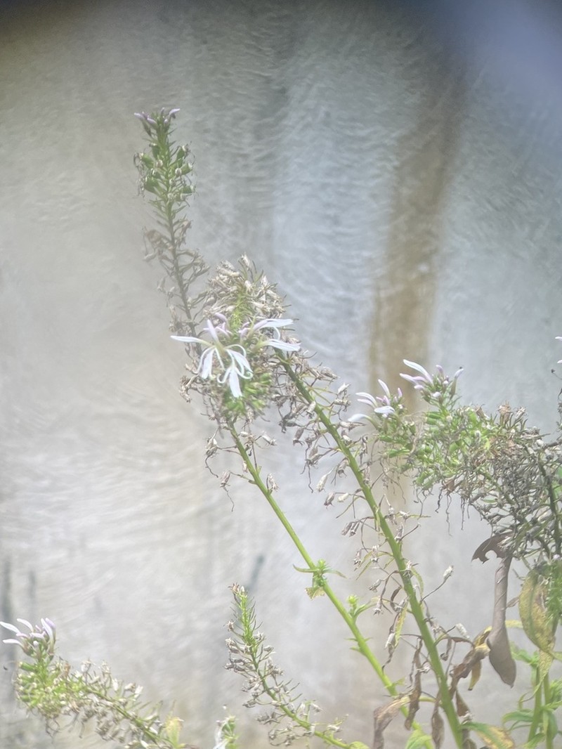 Lobelia philippinensis