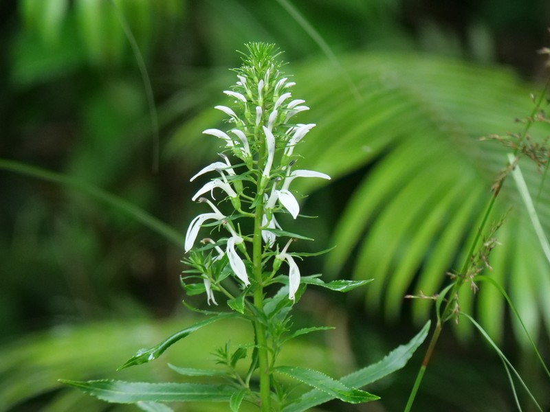 Lobelia philippinensis photo 2