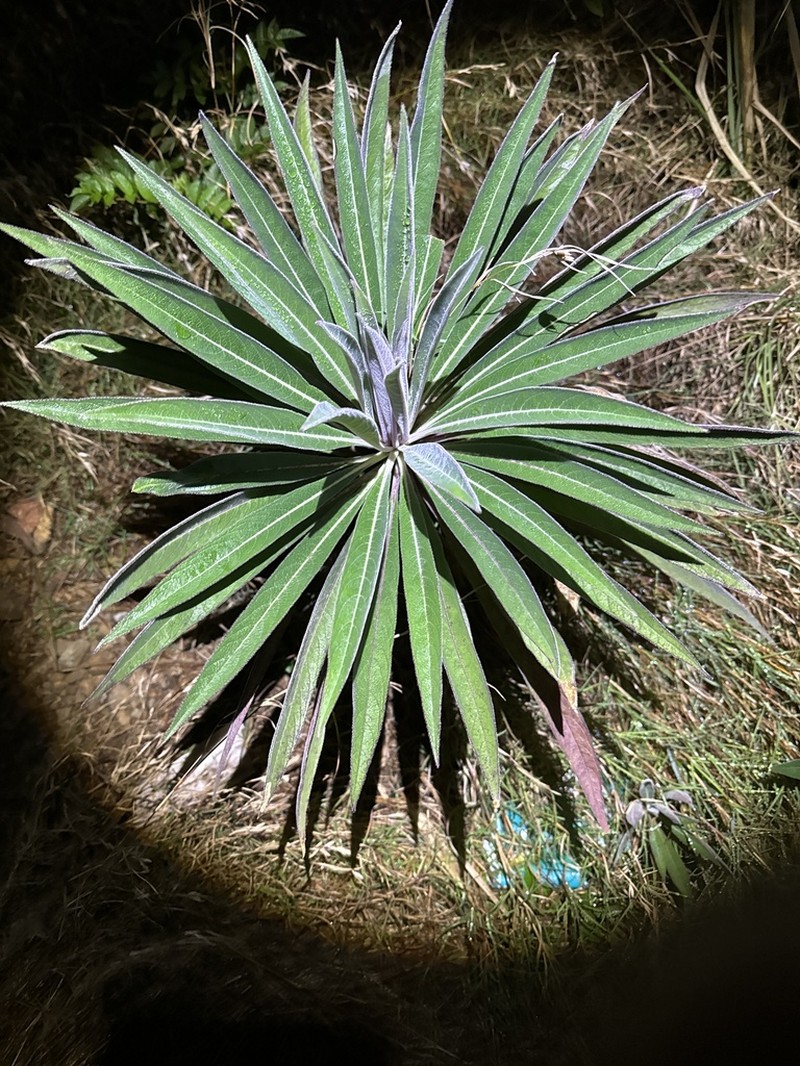 Lobelia philippinensis photo 3
