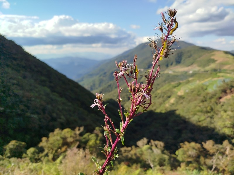 Lobelia philippinensis photo 4