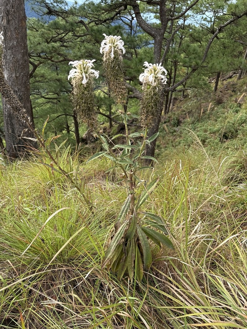 Lobelia philippinensis photo 5