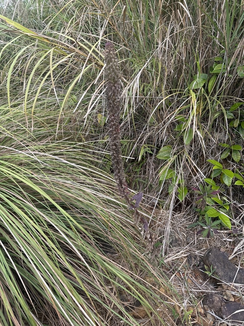 Lobelia philippinensis photo 7