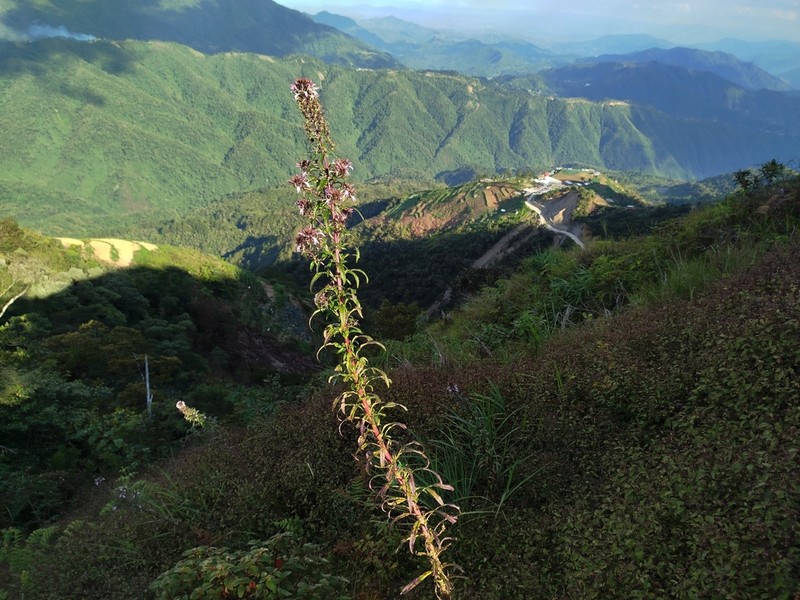 Lobelia philippinensis photo 8