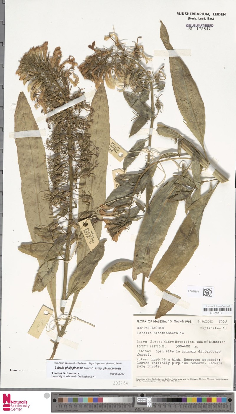 Lobelia philippinensis subsp. philippinensis