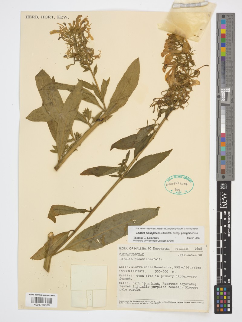 Lobelia philippinensis subsp. philippinensis photo 2