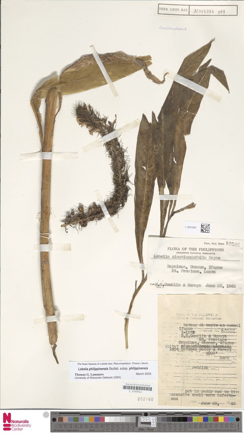 Lobelia philippinensis subsp. philippinensis photo 3