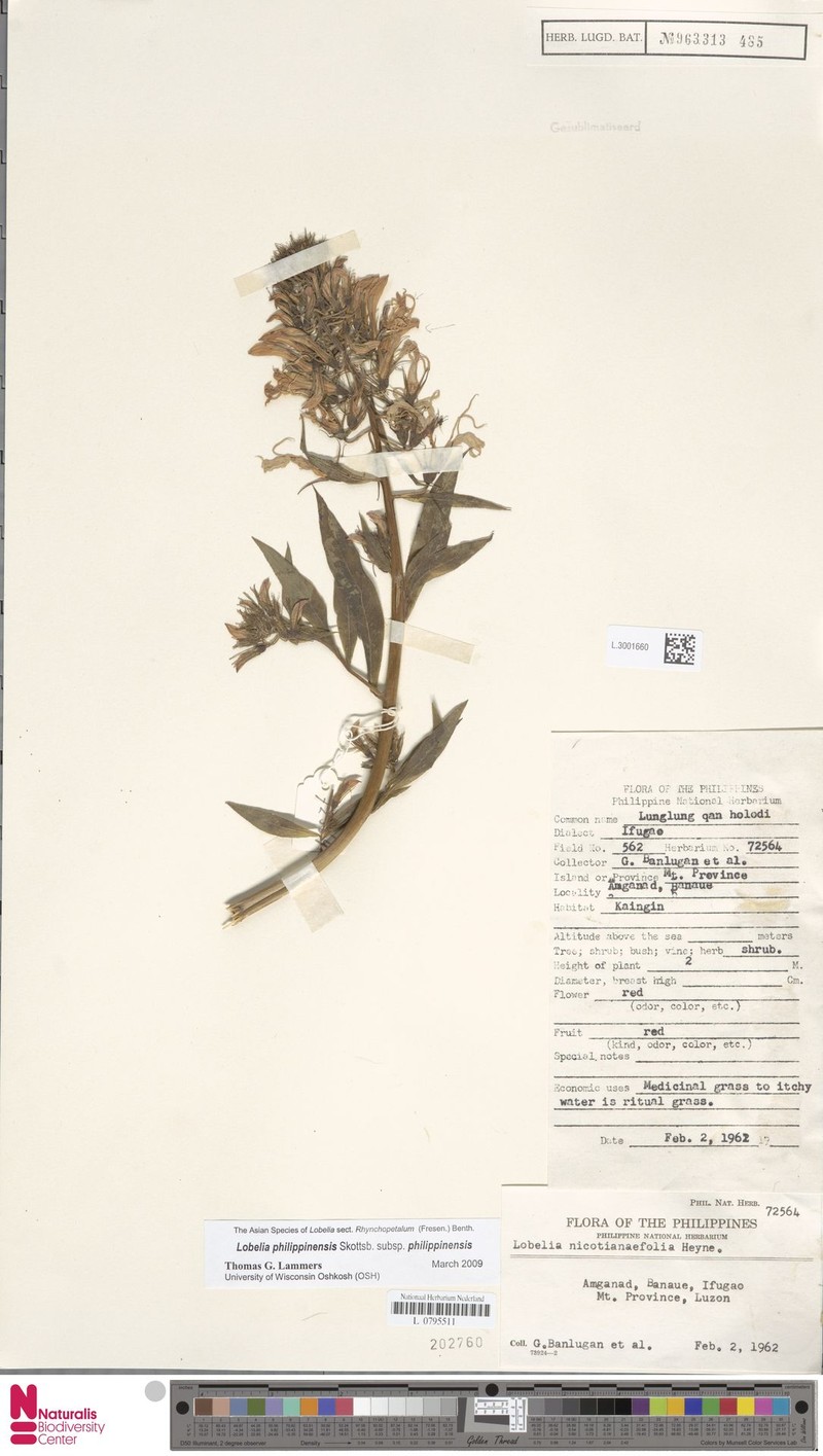 Lobelia philippinensis subsp. philippinensis photo 4