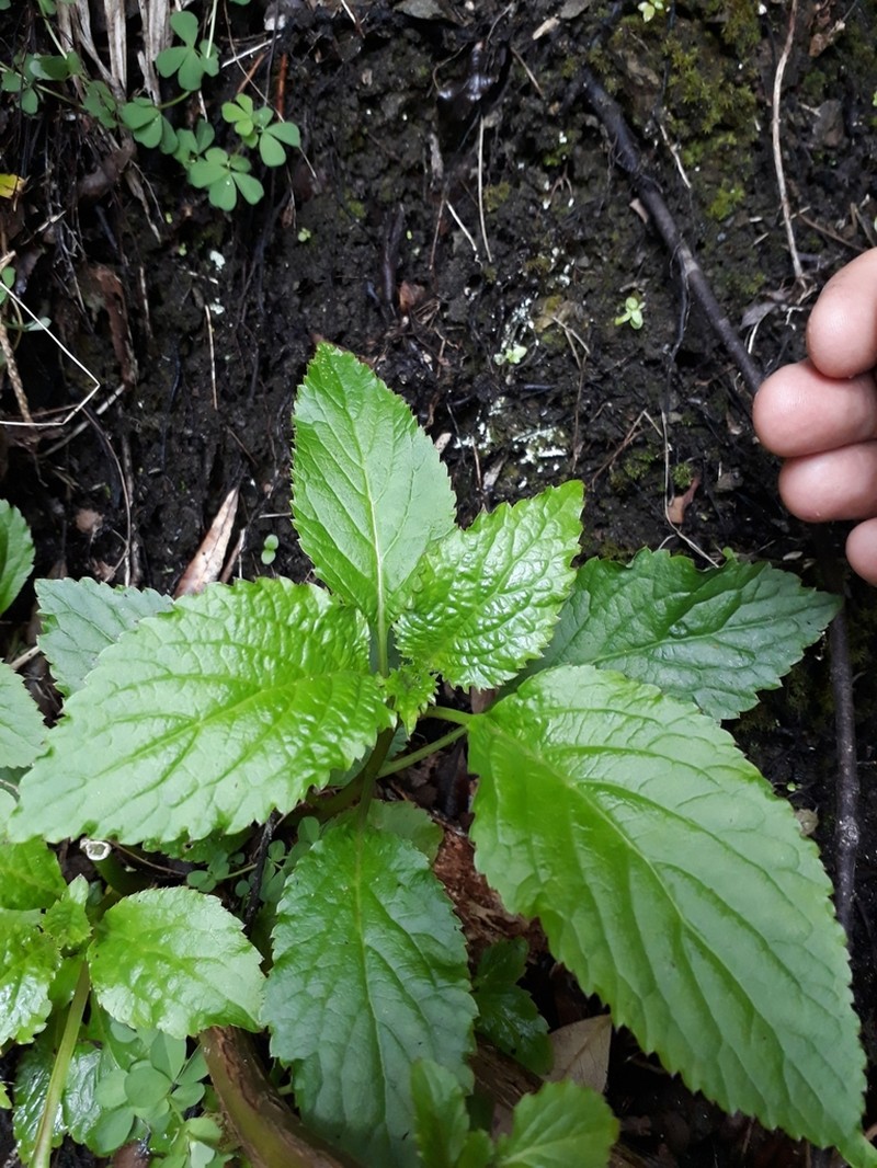 Lobelia physaloides