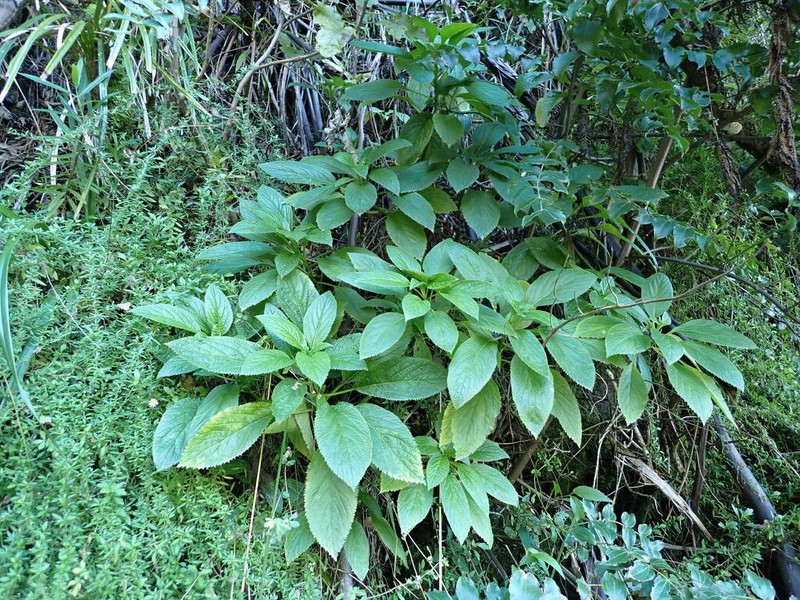 Lobelia physaloides photo 2