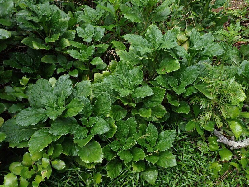 Lobelia physaloides photo 3