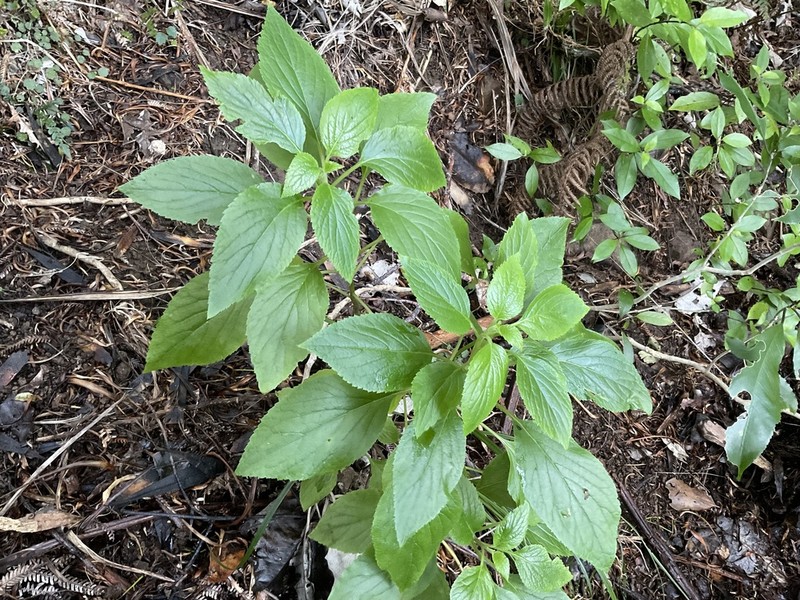 Lobelia physaloides photo 4