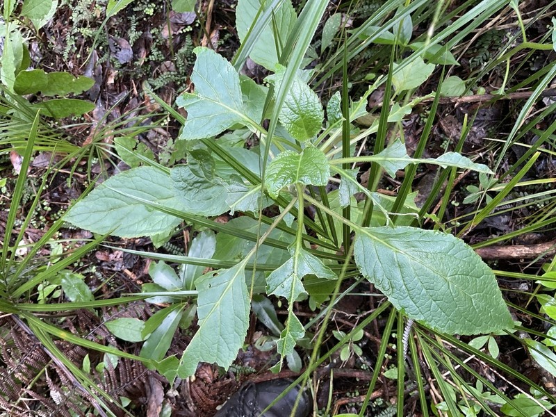 Lobelia physaloides photo 5